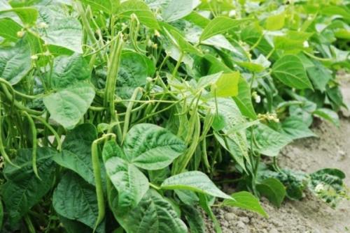 Какие овощи легче всего вырастить. 6 самых лёгких в выращивании овощей