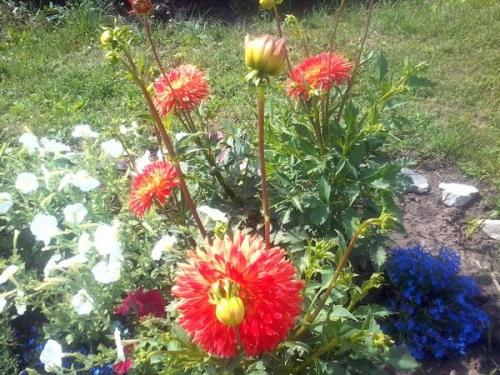 Какие овощи выращивать на даче выгодно. Цветы 03