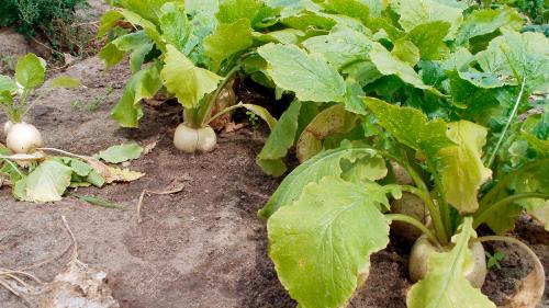 Какие овощи быстро растут. Что посадить в огороде: 8 самых быстрорастущих овощей