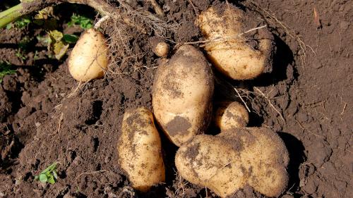 Какие овощи быстро растут. Что посадить в огороде: 8 самых быстрорастущих овощей