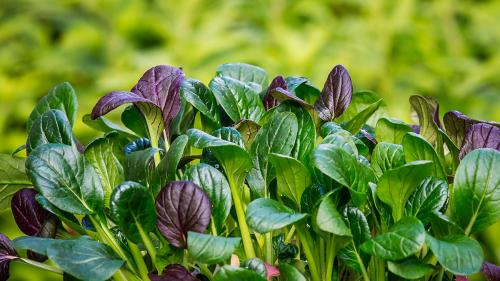 Какие овощи быстро растут. Что посадить в огороде: 8 самых быстрорастущих овощей