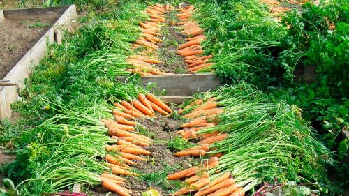 Какие овощи быстро растут. Что посадить в огороде: 8 самых быстрорастущих овощей