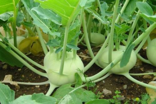 Какие овощи легче всего вырастить. 6 самых лёгких в выращивании овощей