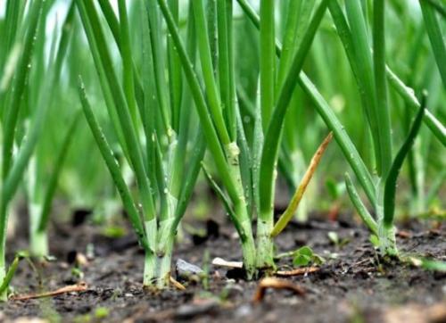 Какие овощи легче всего вырастить. 6 самых лёгких в выращивании овощей