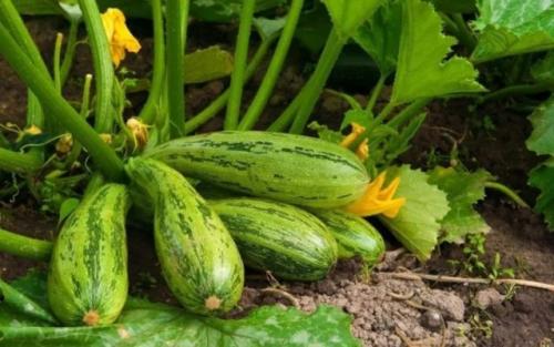 Какие овощи легче всего вырастить. 6 самых лёгких в выращивании овощей