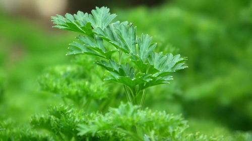 Какие овощи быстро растут. Что посадить в огороде: 8 самых быстрорастущих овощей