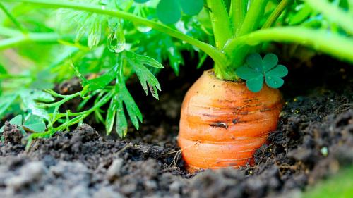 Какие овощи быстро растут. Что посадить в огороде: 8 самых быстрорастущих овощей