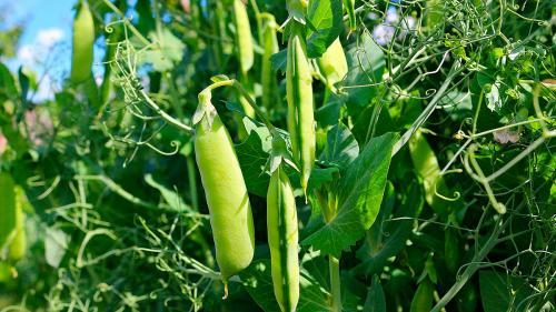 Какие овощи быстро растут. Что посадить в огороде: 8 самых быстрорастущих овощей