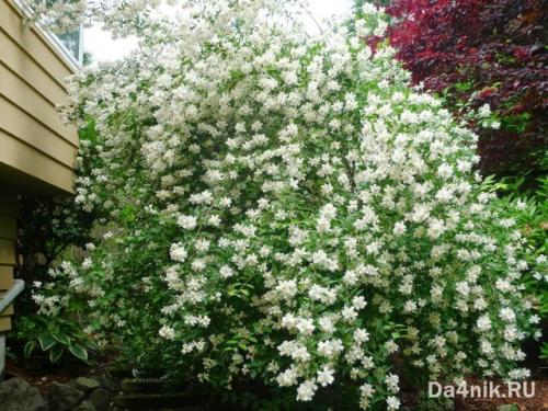 Самые неприхотливые цветущие кустарники. Многолетние цветущие кустарники