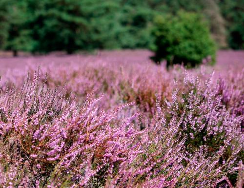 Цветущие кустарники многолетники каталог. Декоративные зимостойкие кустарники цветущие все лето