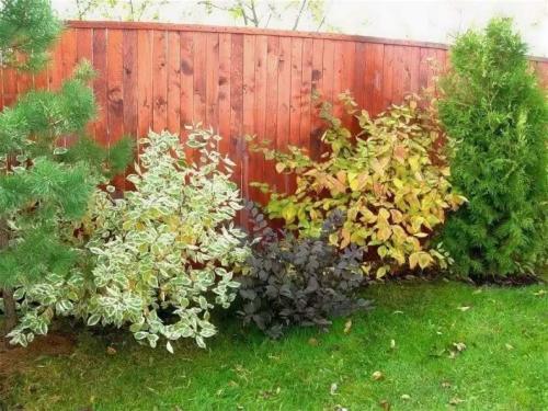 Кустарники: виды и названия. Виды кустарников для дачи