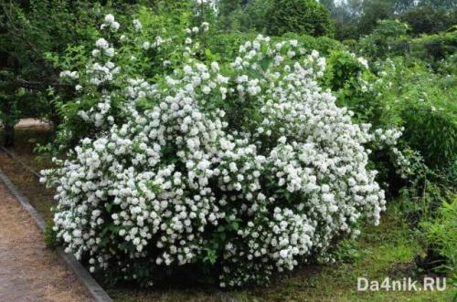 Самые неприхотливые цветущие кустарники. Многолетние цветущие кустарники