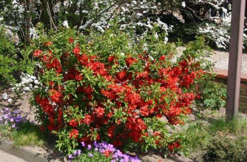 Кустарники: виды и названия. Виды кустарников для дачи