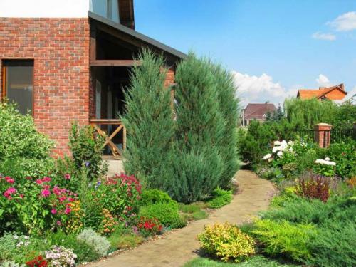 Кустарники: виды и названия. Виды кустарников для дачи