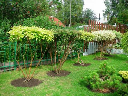 Кустарники: виды и названия. Виды кустарников для дачи