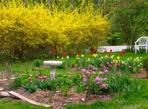 Кустарники: виды и названия. Виды кустарников для дачи