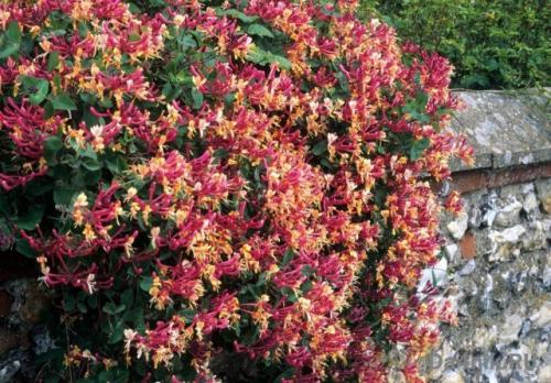 Самые неприхотливые цветущие кустарники. Многолетние цветущие кустарники