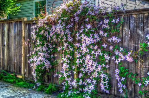 Кустарники: виды и названия. Виды кустарников для дачи