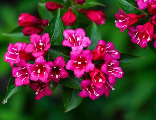 Цветущие кустарники многолетники каталог. Декоративные зимостойкие кустарники цветущие все лето