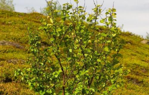 Морозоустойчивые цветущие кустарники. 49 зимостойких многолетних декоративных кустарников, цветущих все лето