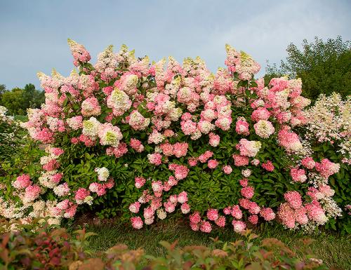 Цветущие кустарники многолетники каталог. Декоративные зимостойкие кустарники цветущие все лето