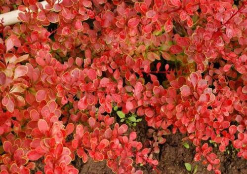 Кустарники цветущие всё лето. Какие кусты посадить в тени