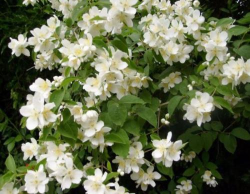 Кустарники цветущие всё лето. Какие кусты посадить в тени