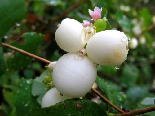 Кустарники: виды и названия. Виды кустарников для дачи