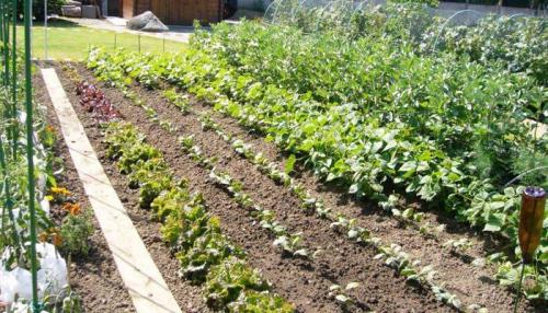 Ленивый огород. Как организовать ленивый огород