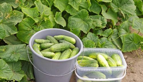 Ленивый огород. Как организовать ленивый огород