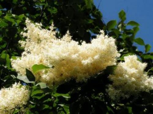 Морозостойкие кустарники для сибири.  Сирень