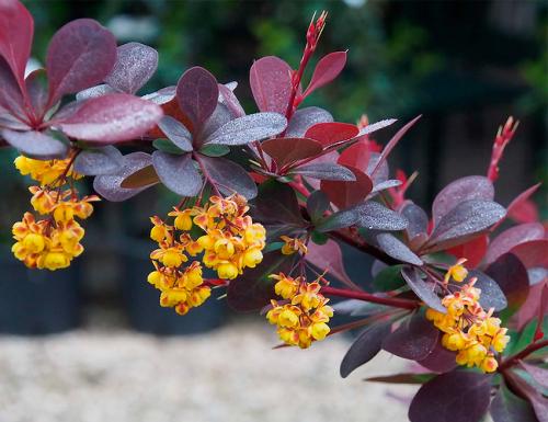 Кустарники цветущие все лето. Декоративные зимостойкие кустарники цветущие все лето