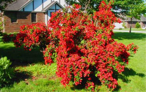 Для дачи морозостойкие кустарники. Критерии выбора подходящего сорта