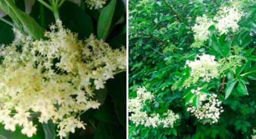 Для дачи морозостойкие кустарники. Критерии выбора подходящего сорта