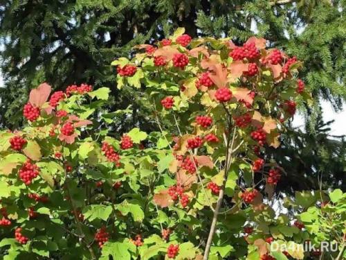 Самые неприхотливые цветущие кустарники. Многолетние цветущие кустарники