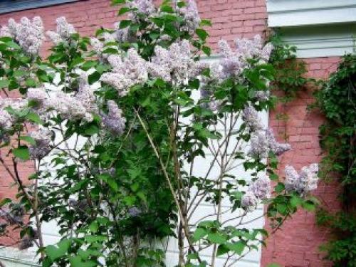 Морозостойкие кустарники для сибири.  Сирень