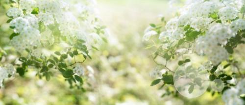 Морозоустойчивые цветущие кустарники. 49 зимостойких многолетних декоративных кустарников, цветущих все лето