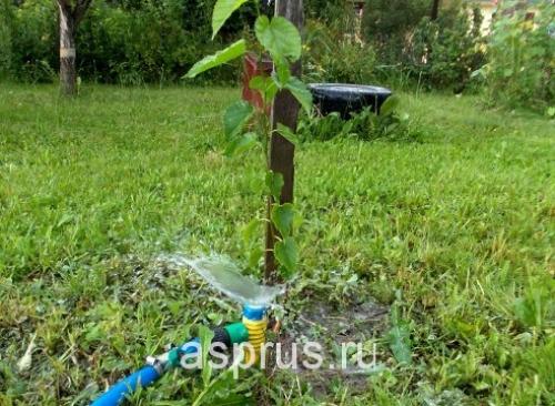 Как правильно поливать деревья и кусты в саду. Не мочите листья 04 Как правильно поливать деревья и кусты в саду. Не мочите листья 04