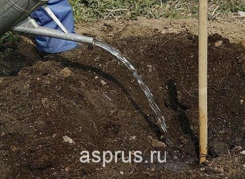 Как правильно поливать деревья и кусты в саду. Не мочите листья 05 Как правильно поливать деревья и кусты в саду. Не мочите листья 05