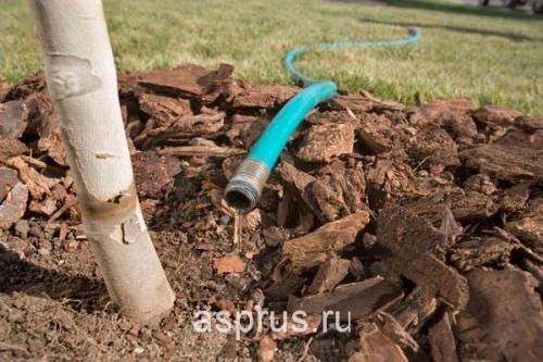 Как правильно поливать деревья и кусты в саду. Не мочите листья 06 Как правильно поливать деревья и кусты в саду. Не мочите листья 06