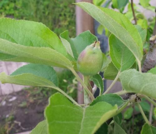 Сколько литров воды нужно для полива деревьев. Весенний полив яблони