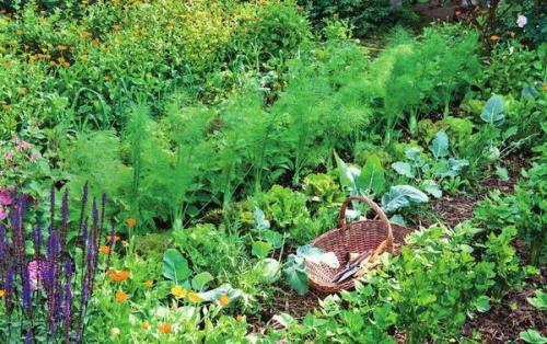 Совместимость овощей и пряных трав. Им хорошо друг с другом, или О совместимости овощных культур