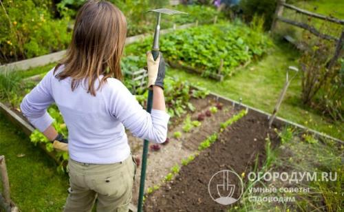 Совместимость овощей при посадке. Совмещенные и уплотненные посадки