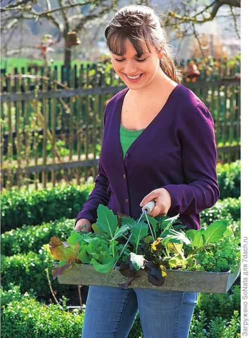 Совместимость овощей и пряных трав. Им хорошо друг с другом, или О совместимости овощных культур