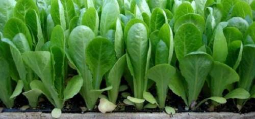 Фасоль и помидоры совместимость. Приятное соседство или какие культуры можно сажать рядом