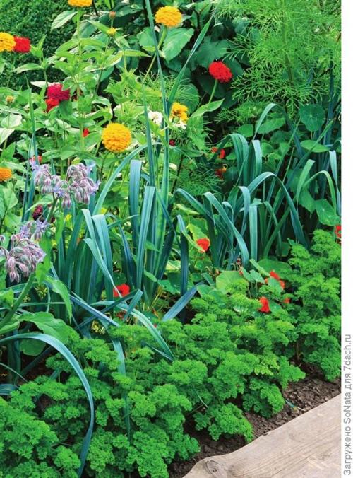 Совместимость овощей и пряных трав. Им хорошо друг с другом, или О совместимости овощных культур