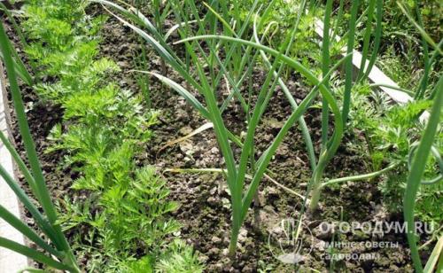 Совместимость овощей при посадке. Совмещенные и уплотненные посадки