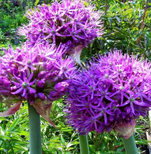 Лучшие сорта многолетних зимостойких.. Морозостойкие луковичные многолетники