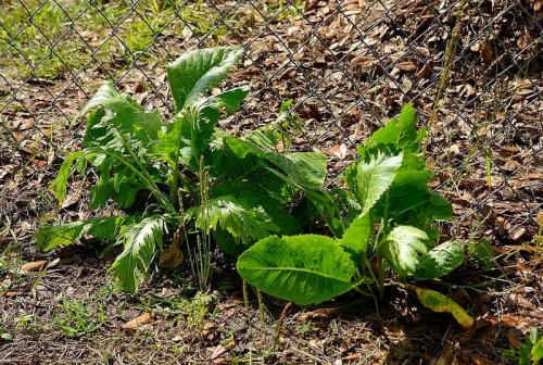 Что посадить в тени из овощей. Овощи на грядке: список неприхотливых, теневыносливых и необычных. Смешанные посадки овощей