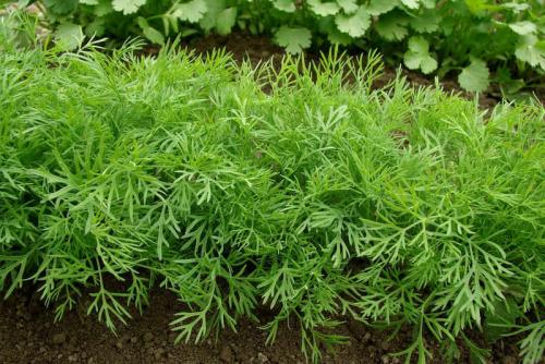 Какие высокие многолетники можно посадить в тени. Задерняющие растения 18